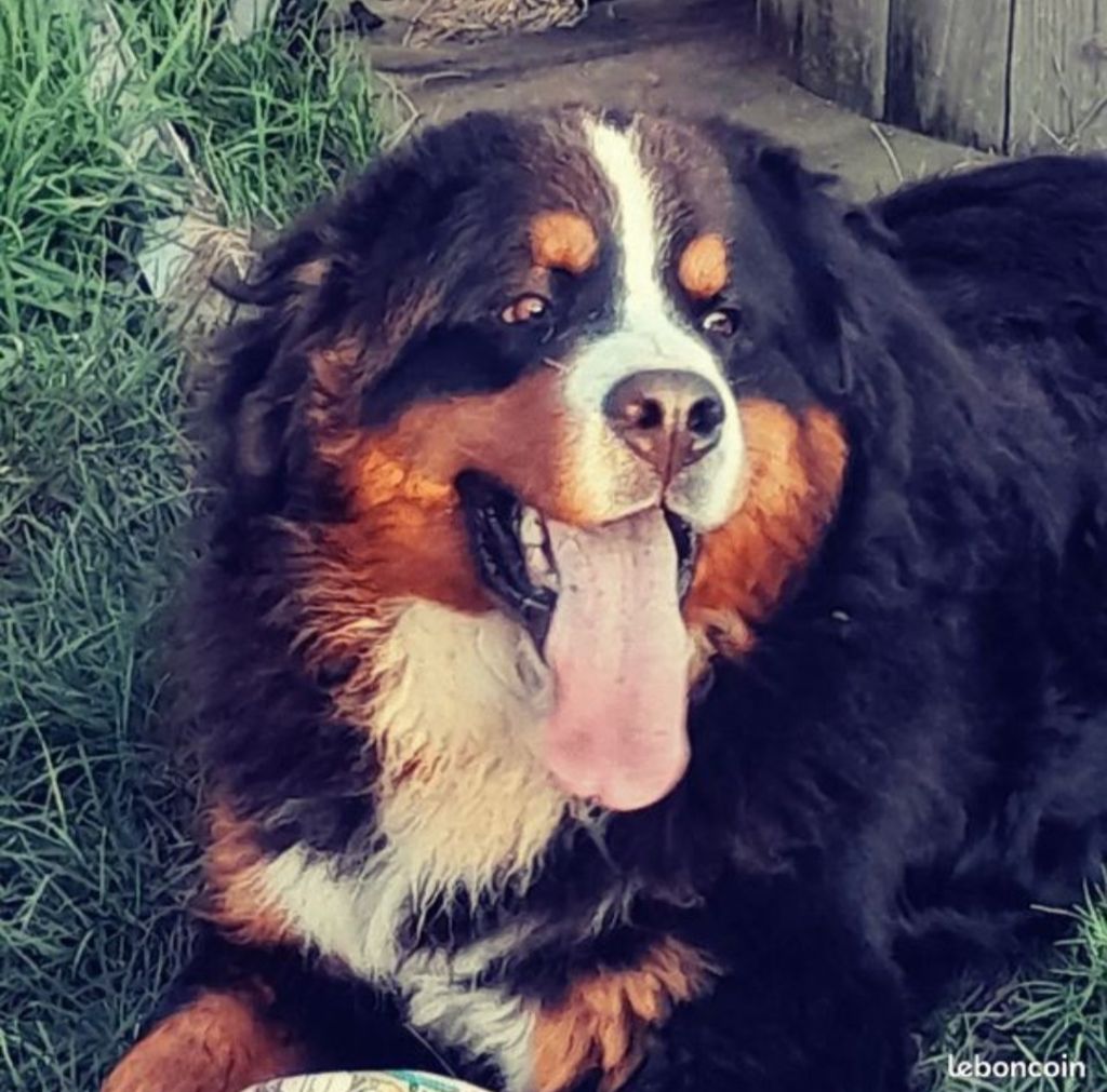 Simba: père des chiots nés le 21 juin 2025