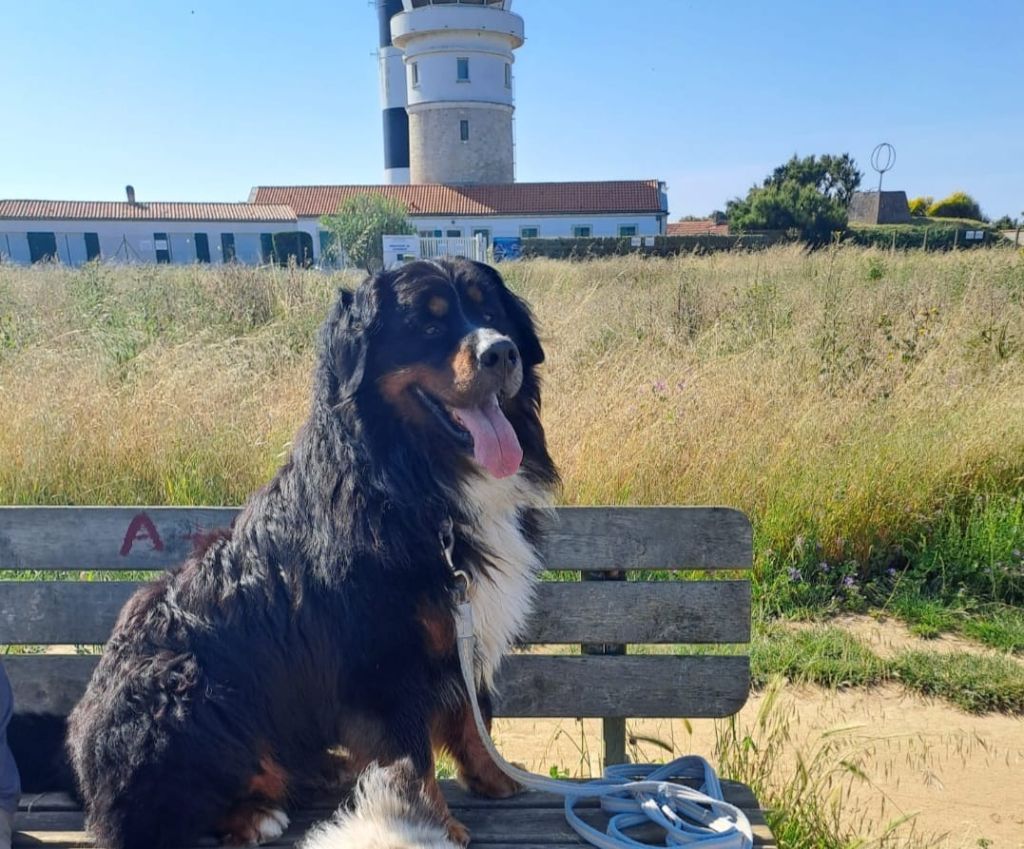 Père des chiots 