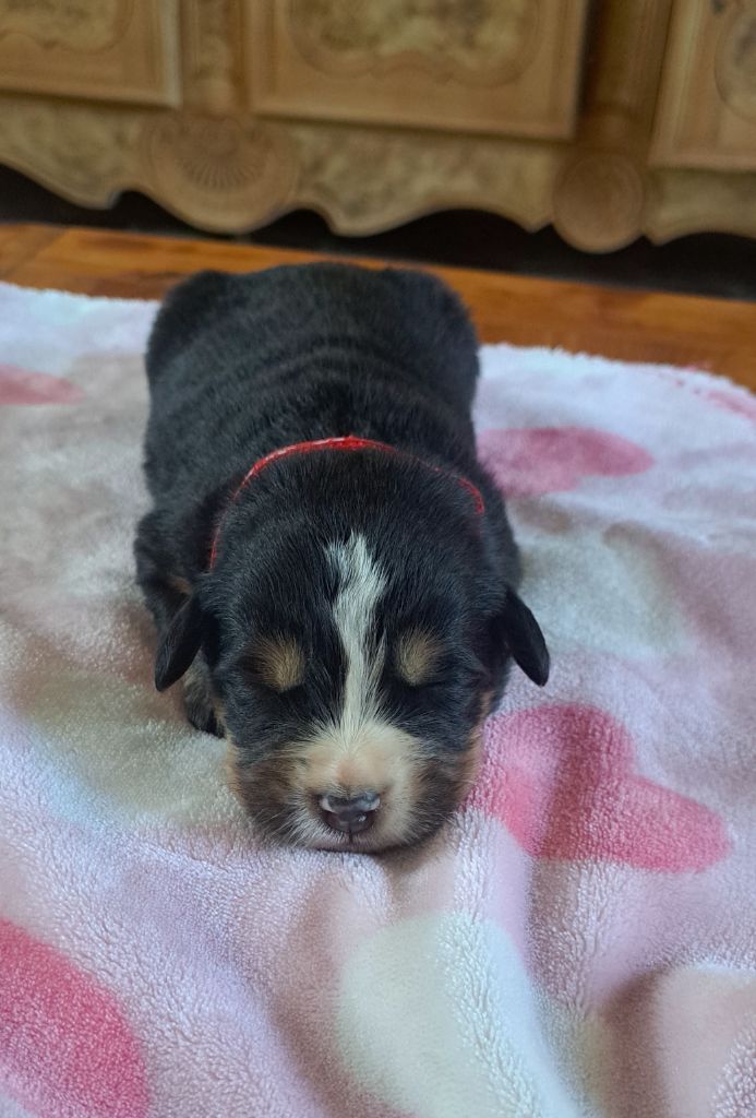 Julien Gatheron - Chiots disponibles - Bouvier Bernois
