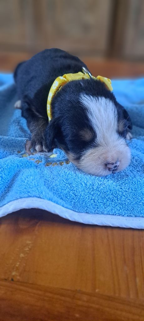Julien Gatheron - Chiots disponibles - Bouvier Bernois