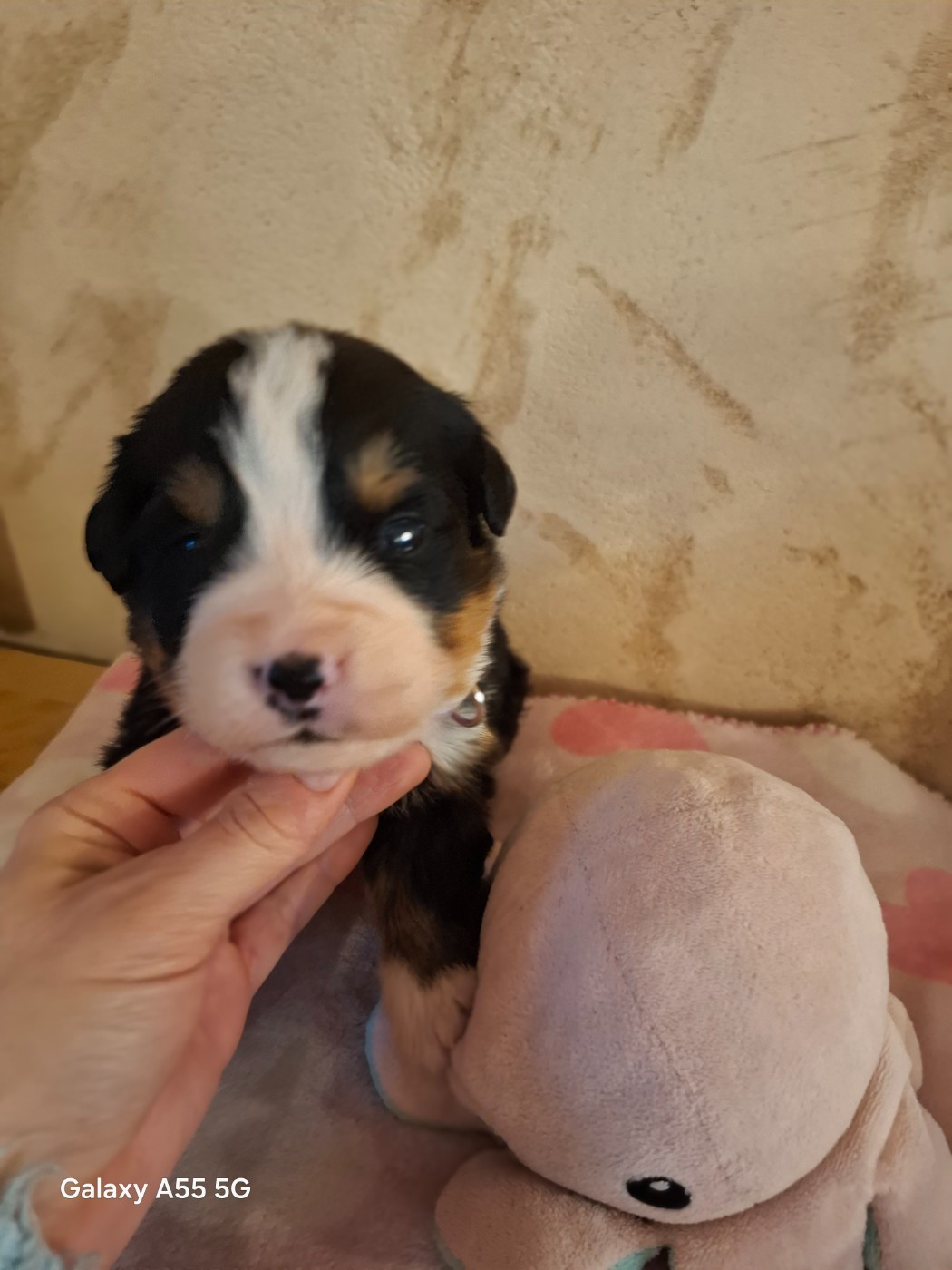 Julien Gatheron - Chiots disponibles - Bouvier Bernois