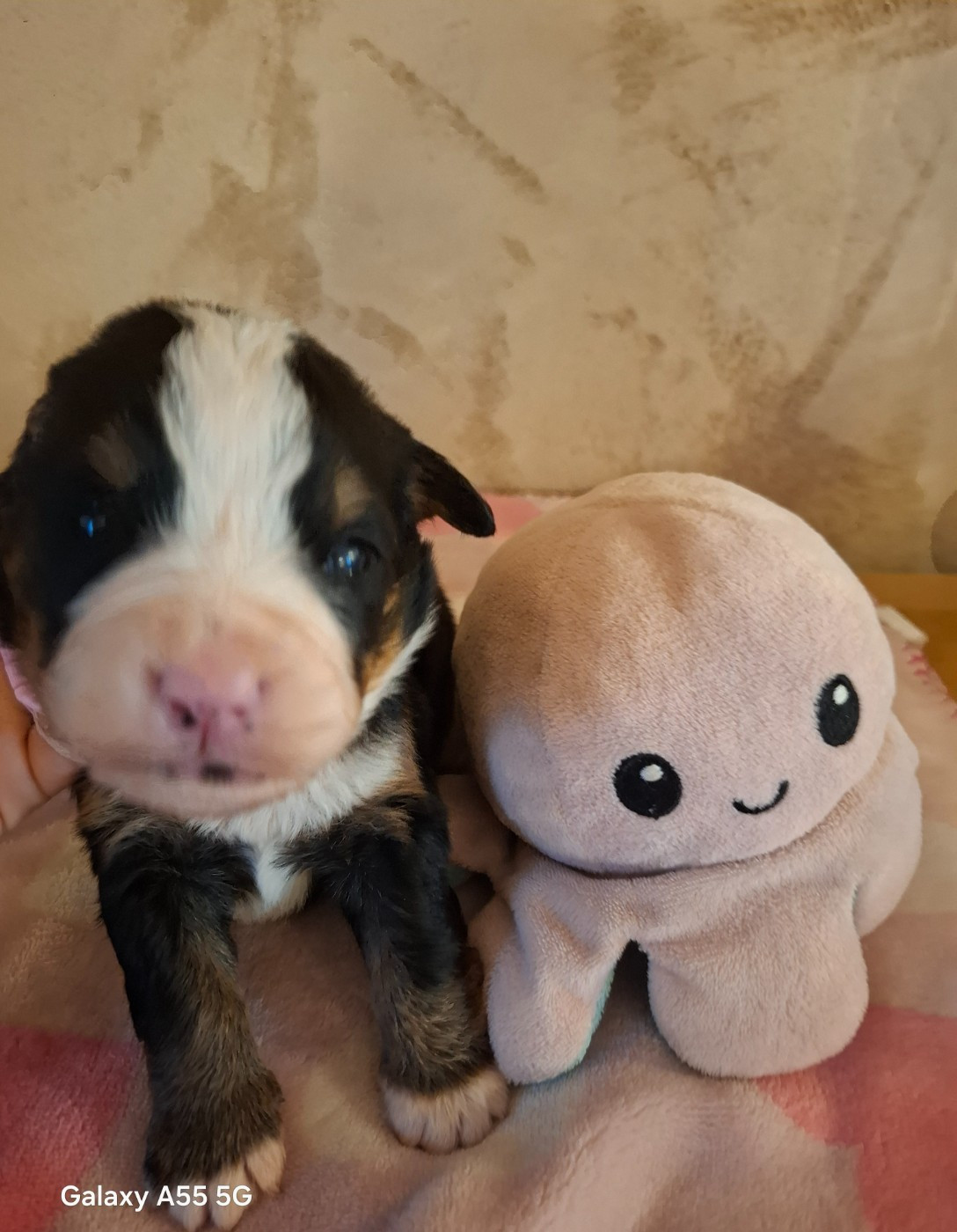 Julien Gatheron - Chiots disponibles - Bouvier Bernois