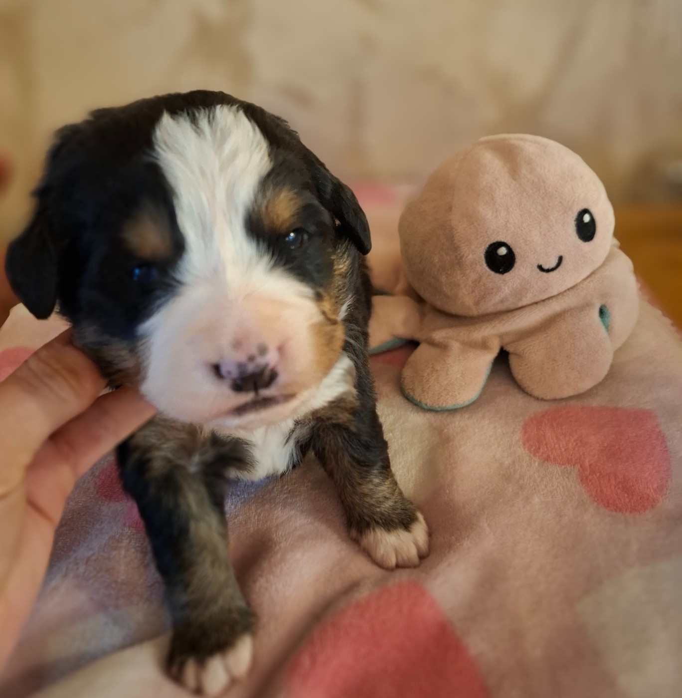 Julien Gatheron - Chiots disponibles - Bouvier Bernois