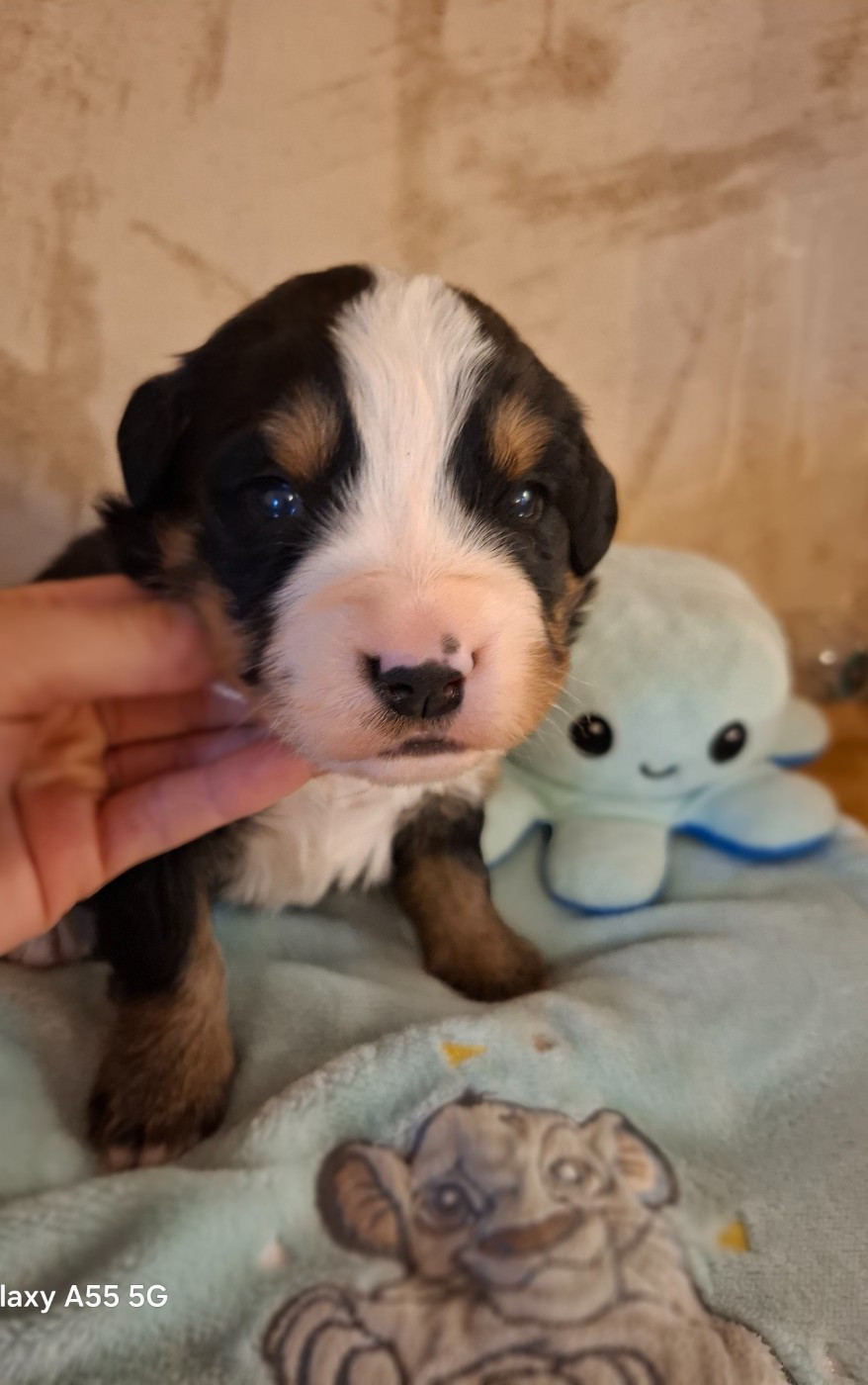 Julien Gatheron - Chiots disponibles - Bouvier Bernois