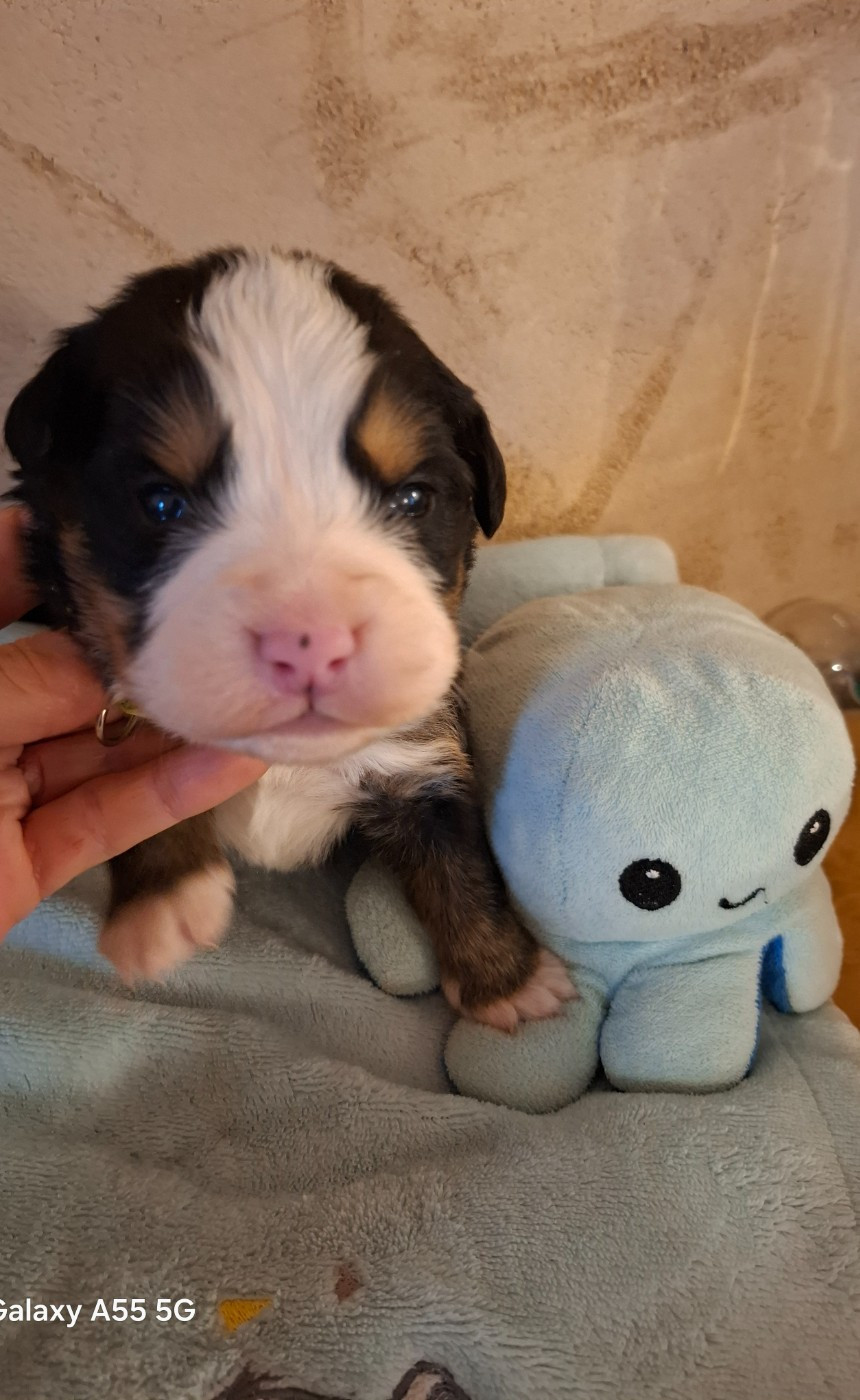 Julien Gatheron - Chiots disponibles - Bouvier Bernois