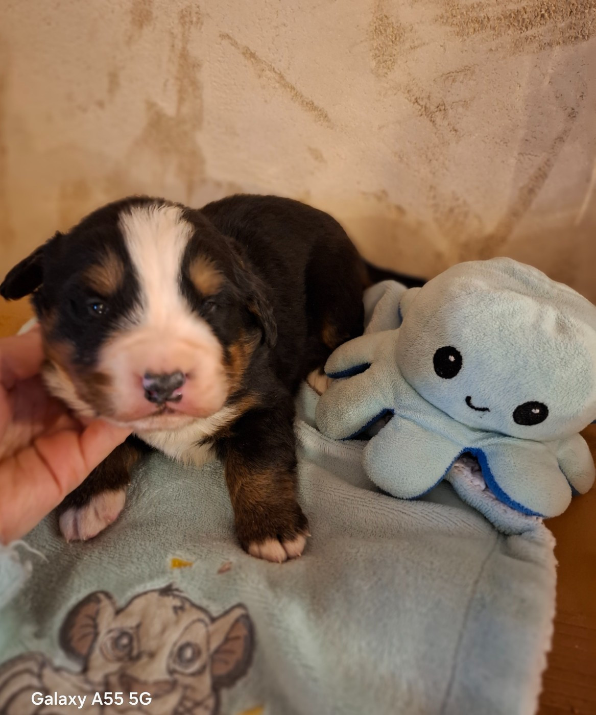 Julien Gatheron - Chiots disponibles - Bouvier Bernois