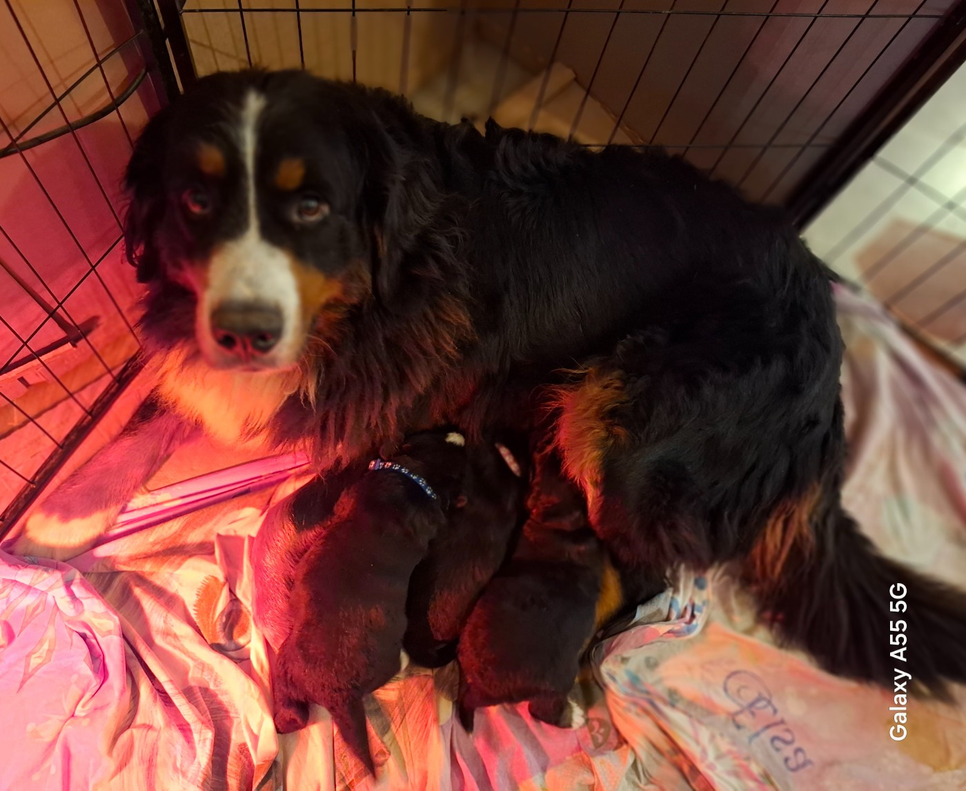 Chiot Bouvier Bernois Julien Gatheron