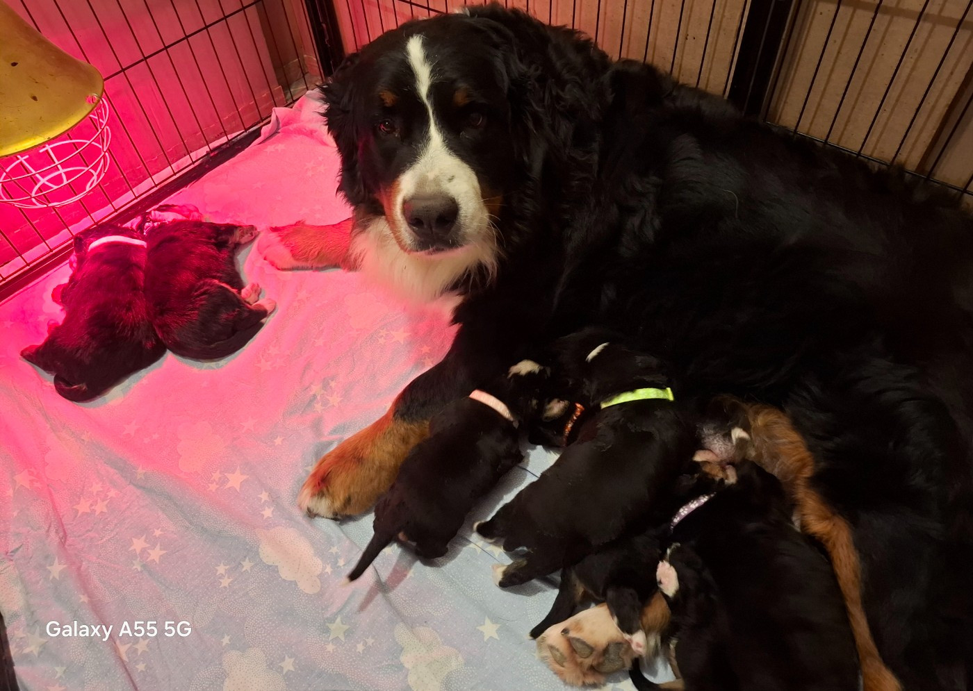 Chiot Bouvier Bernois Julien Gatheron