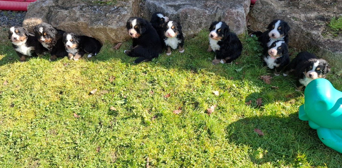 Julien Gatheron - Bouvier Bernois - Portée née le 27/01/2026