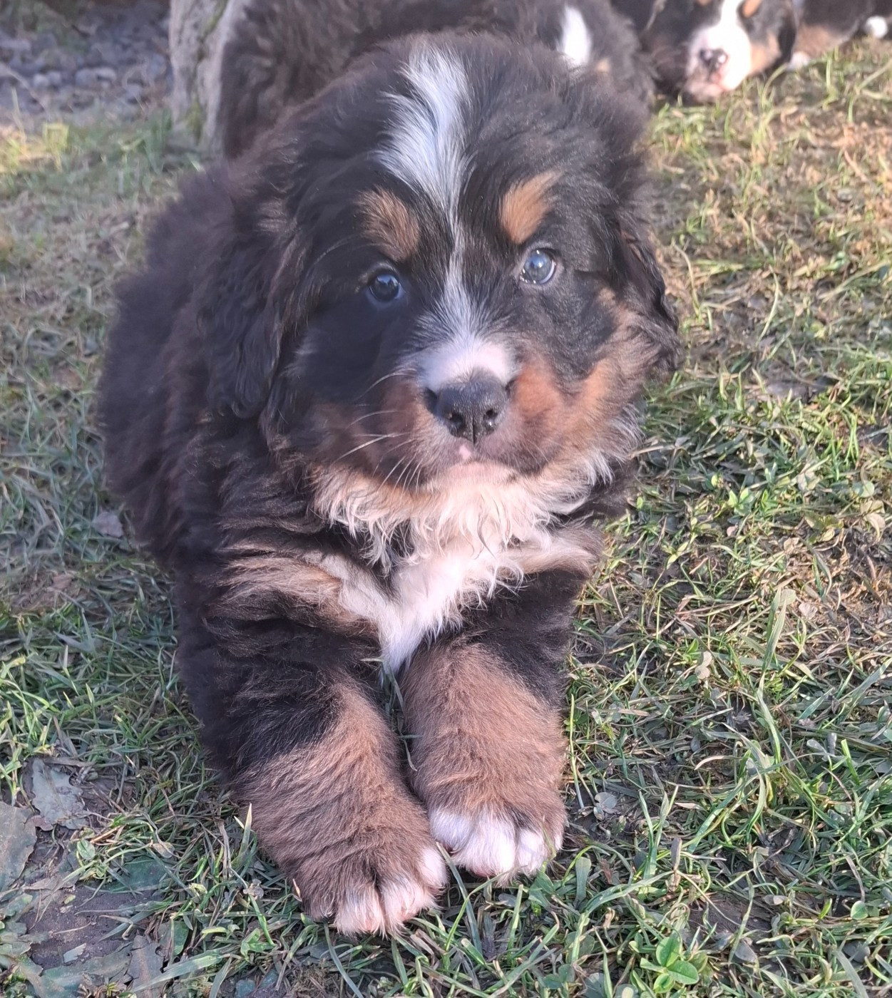 Julien Gatheron - Chiots disponibles - Bouvier Bernois