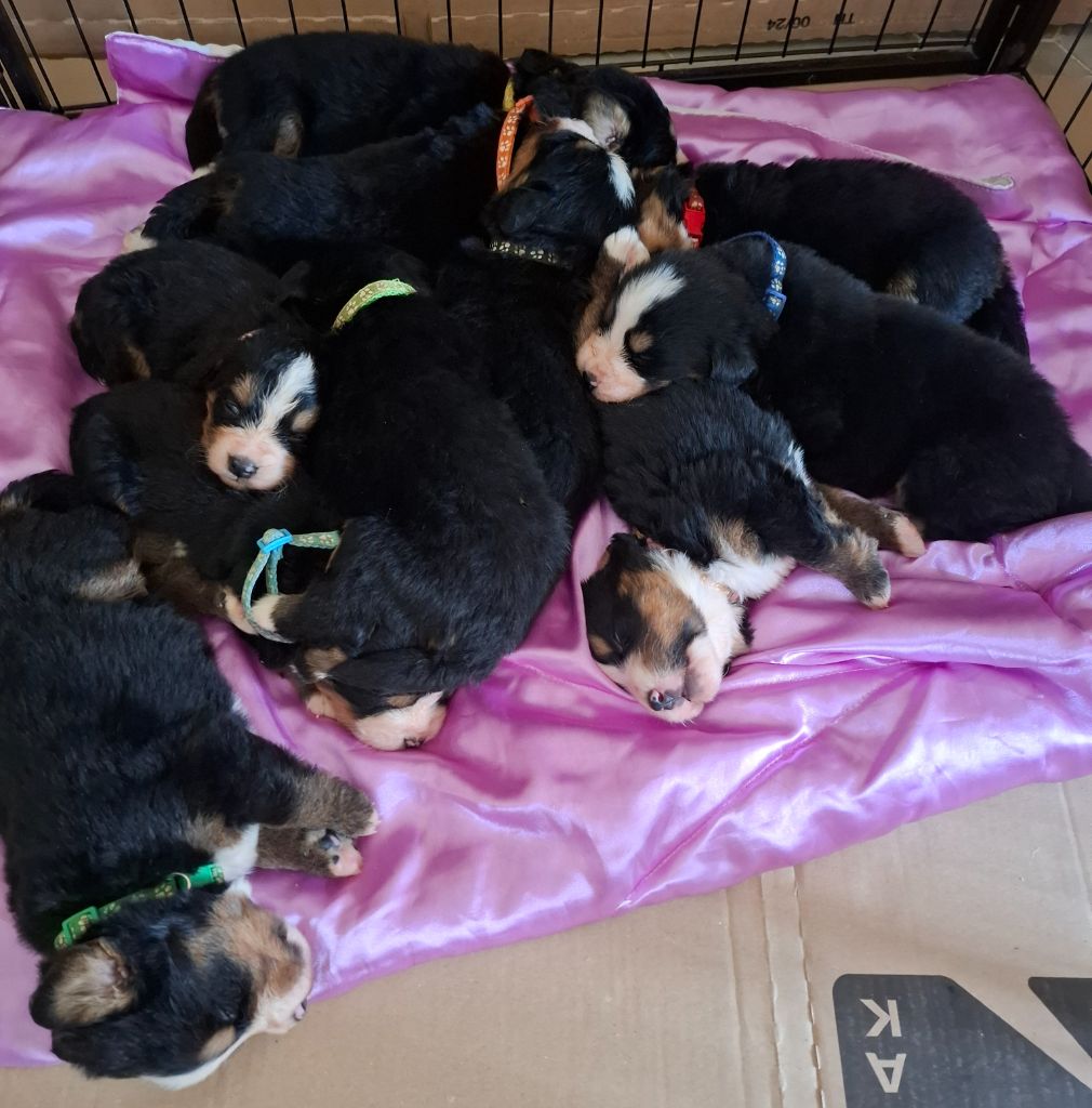 Julien Gatheron - Bouvier Bernois - Portée née le 21/06/2025