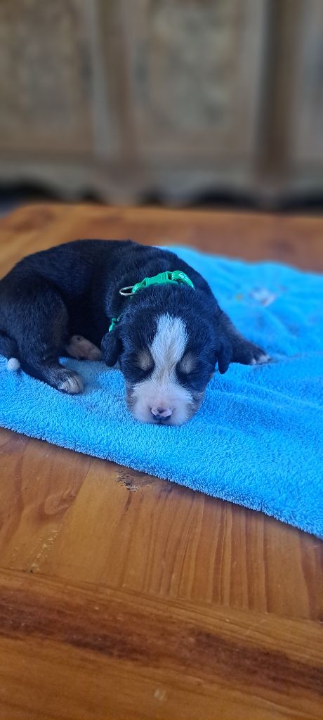 Julien Gatheron - Chiots disponibles - Bouvier Bernois