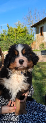 Mr bleu foncé ( Boomer)