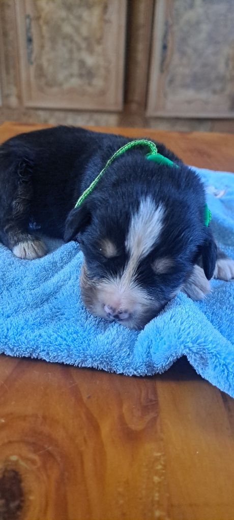 Julien Gatheron - Chiots disponibles - Bouvier Bernois