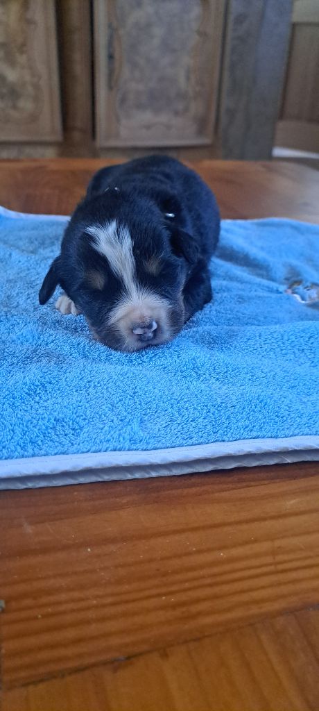 Julien Gatheron - Chiots disponibles - Bouvier Bernois
